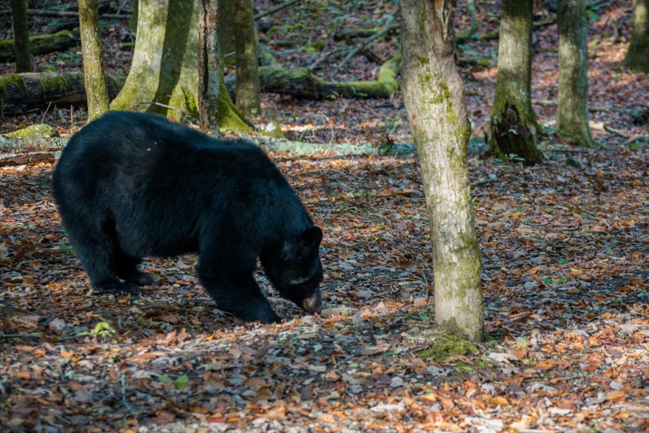 Chief Big Log Villa Hatchertown Exteriör bild